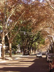 The leafy streets of Mendoza
