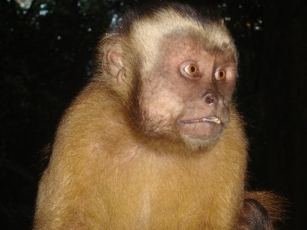 The White Fronted Capuchin in the wild on the aptly named Monkey Island
