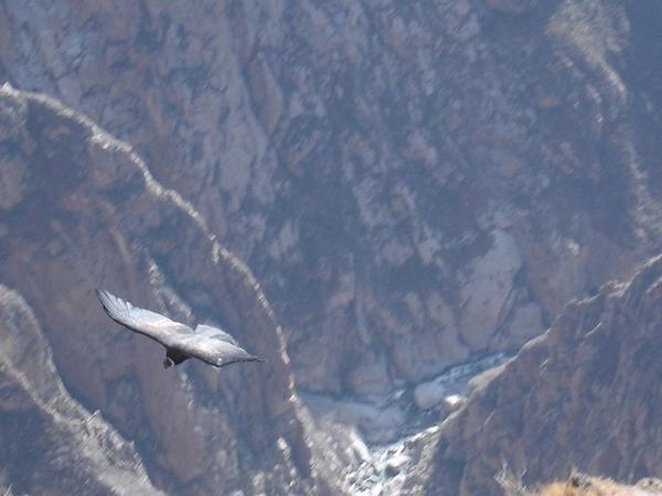The Andean Condor in all its glory