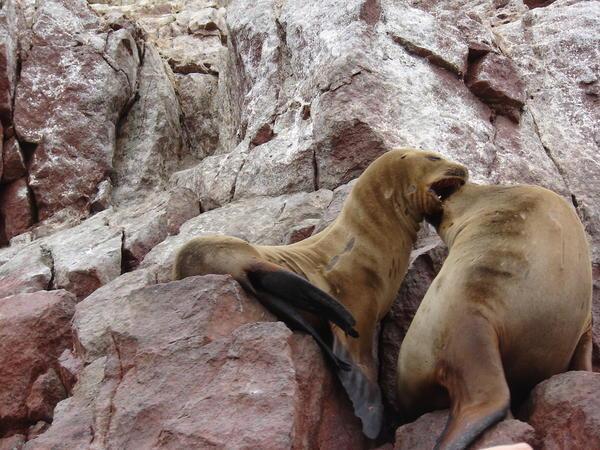 Sealions playing on the rocks of the Islas Ballestas