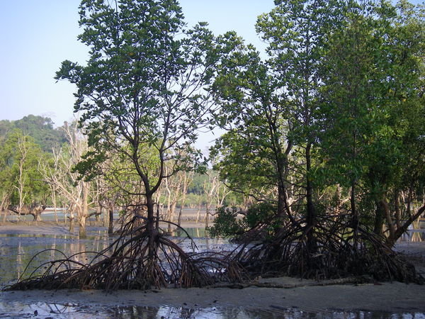 Mangrove paa Koh Phayam