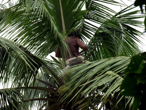 Kokosnoeddeplukker