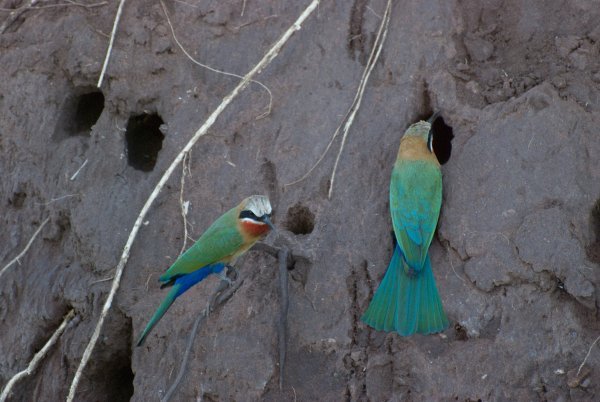 African bee- eater