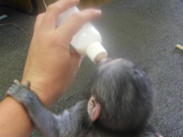 Monkey bottle feed
