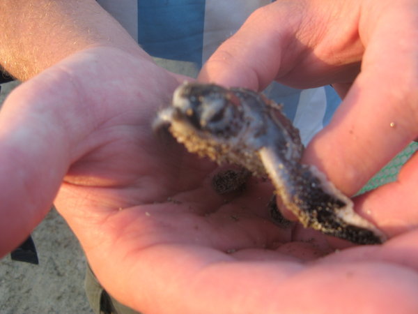 Anna er ved at saette en skildpadde-unge i havet