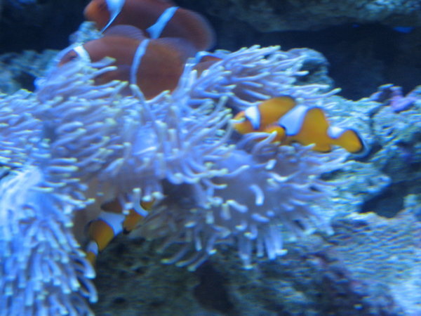 Nemo'er blev "jagtet" på hver snorkeltur