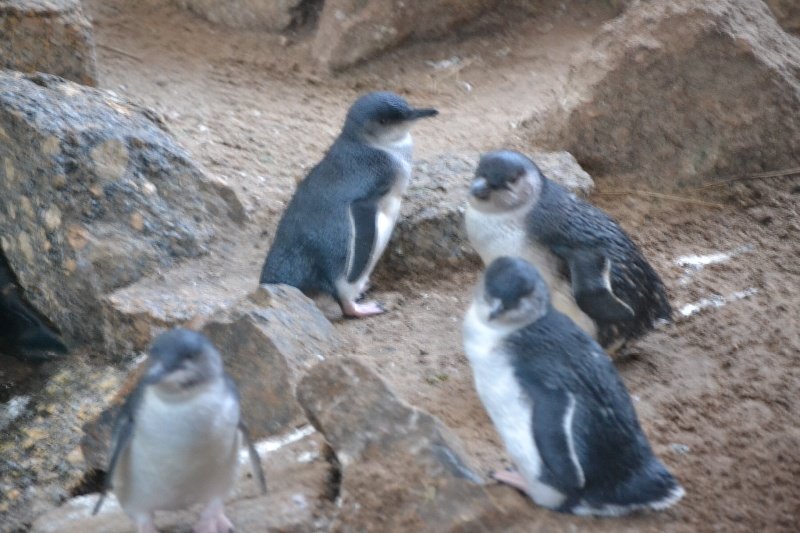 Her er de jagtede pingviner så!