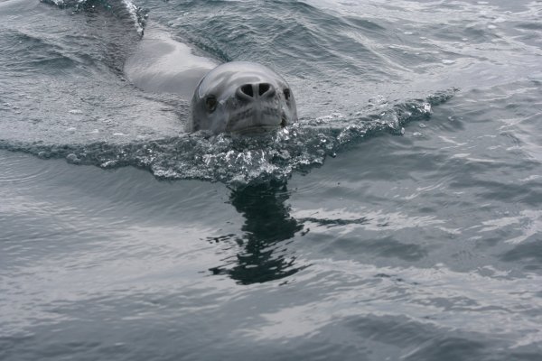 Hunted by a Leopard Seal
