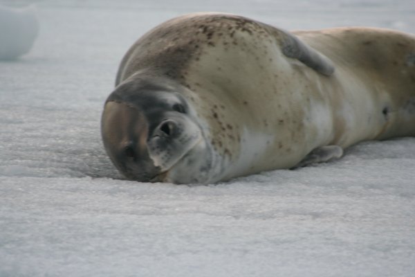 leopard Seal chilling Out