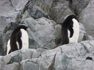 pair of adelie penguins moulting