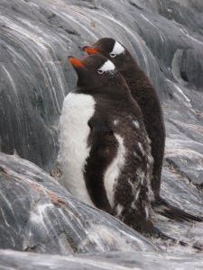 pair of gentoo penguins moulting