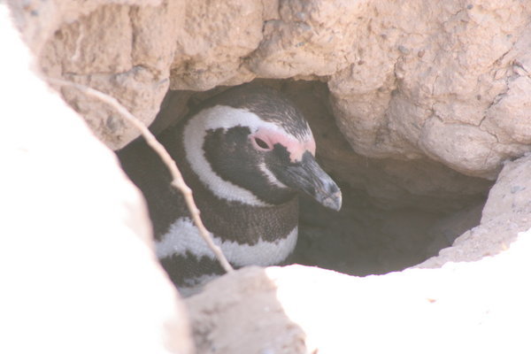 Magellen Penguin