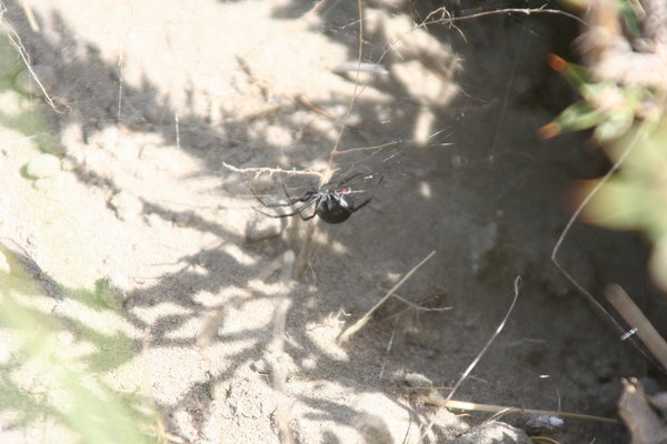 Black Widow Spider - esp for Fiona