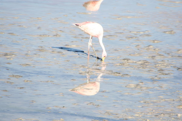 Flamingo at Lago Colarado