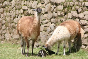 Llama giving birth with a full audience