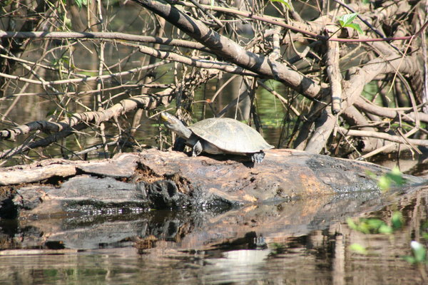 River Turtle Basking