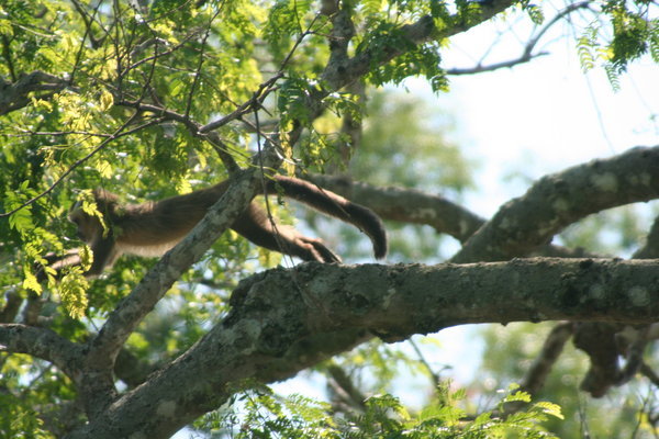 Capuchin Monkey Making a Getaway