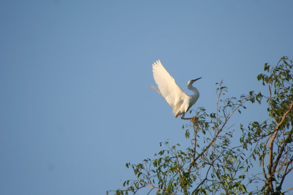 An Egret
