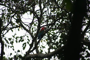 Red & Green Macaw (in the Wild)