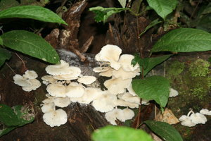 Jungle Fungi