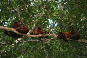 Family of Red Howler Monkeys