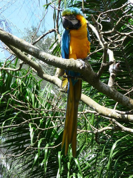 Guembe: - Blue & Yellow Macaw