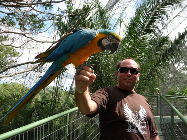 Gordon & the Yellow & Blue Macaw