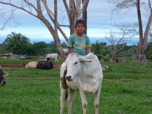 Farm kids riding the cow
