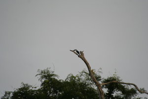 A Toucan