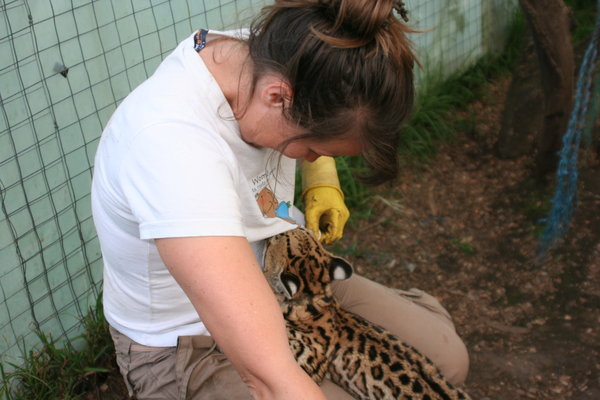 Ann and Leah the Baby Ocelot