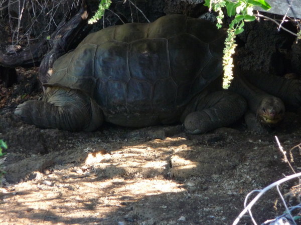 The Most Famous Galapagos Tortoise....Lonesome George