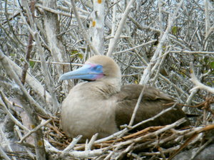 Red footed booby nesting in a tree