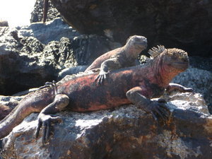 Sea Iguanas bathing in the sun