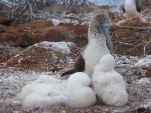 Booby with Chicks