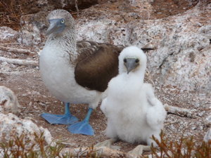 Booby and Chick
