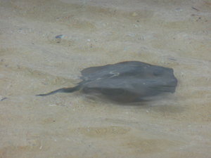 Stingrays in the Sand #2