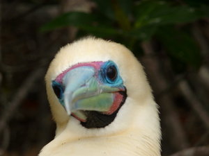 Portrait of a Red Footed Booby