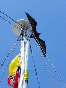 Frigate Birds Above the Mast