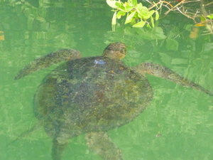 Green Sea Turtle in Black Turtle Cove