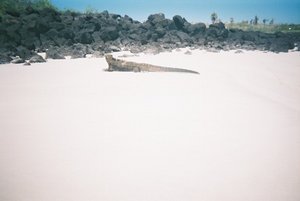 marine Iguana on Tortuga Beach