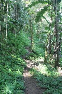 Jungle Path