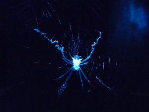 Glo in the dark Spiders