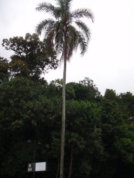 The first palmtree we saw