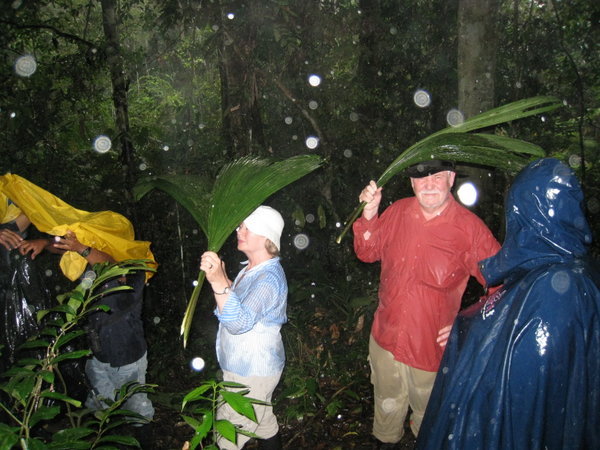Jungle Umbrellas