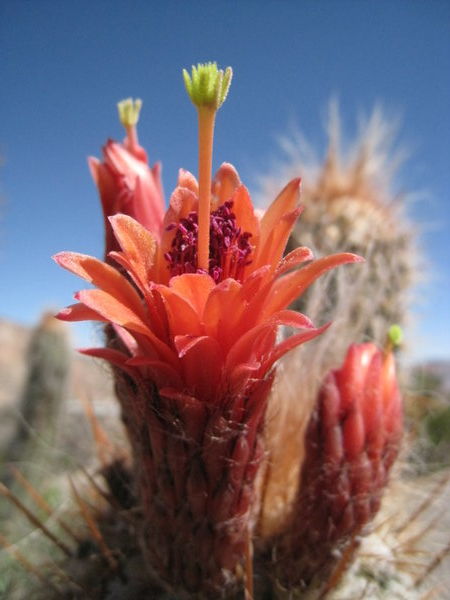 Flores de Cactus