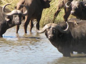 Buffalo at the watering hole