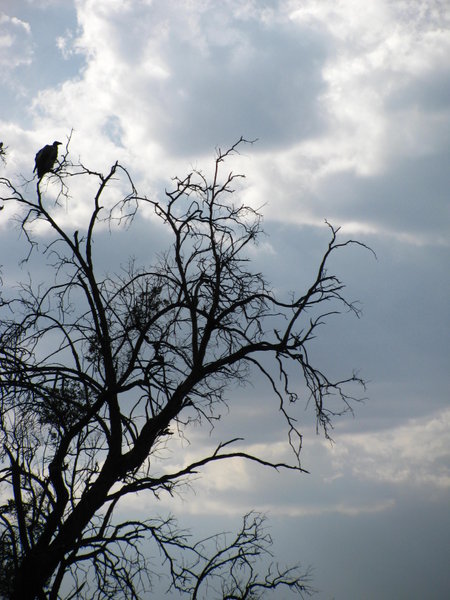 Vulture in the tree