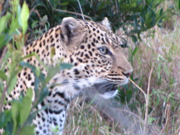 Leopard #2 