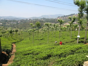 Coonoor Tea Plantation