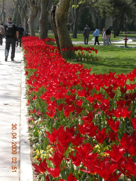 Turkish Tulips